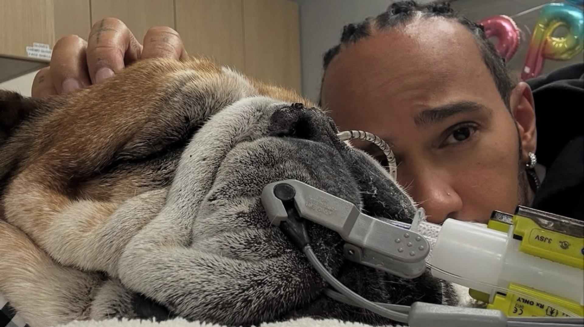 Був справжнім другом та янголом: Гамільтон повідомив про смерть свого пса Роско