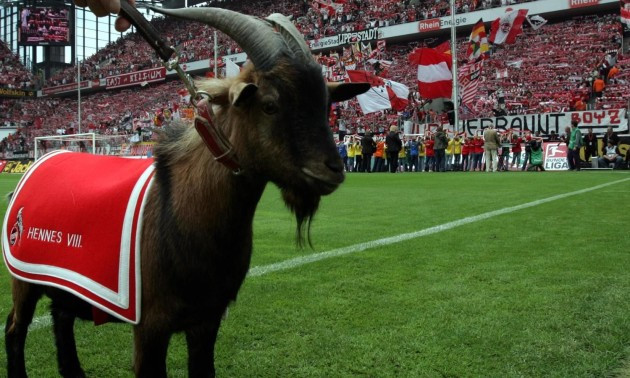 Козел-талісман Кельна дав потомство вперше в історії клубу