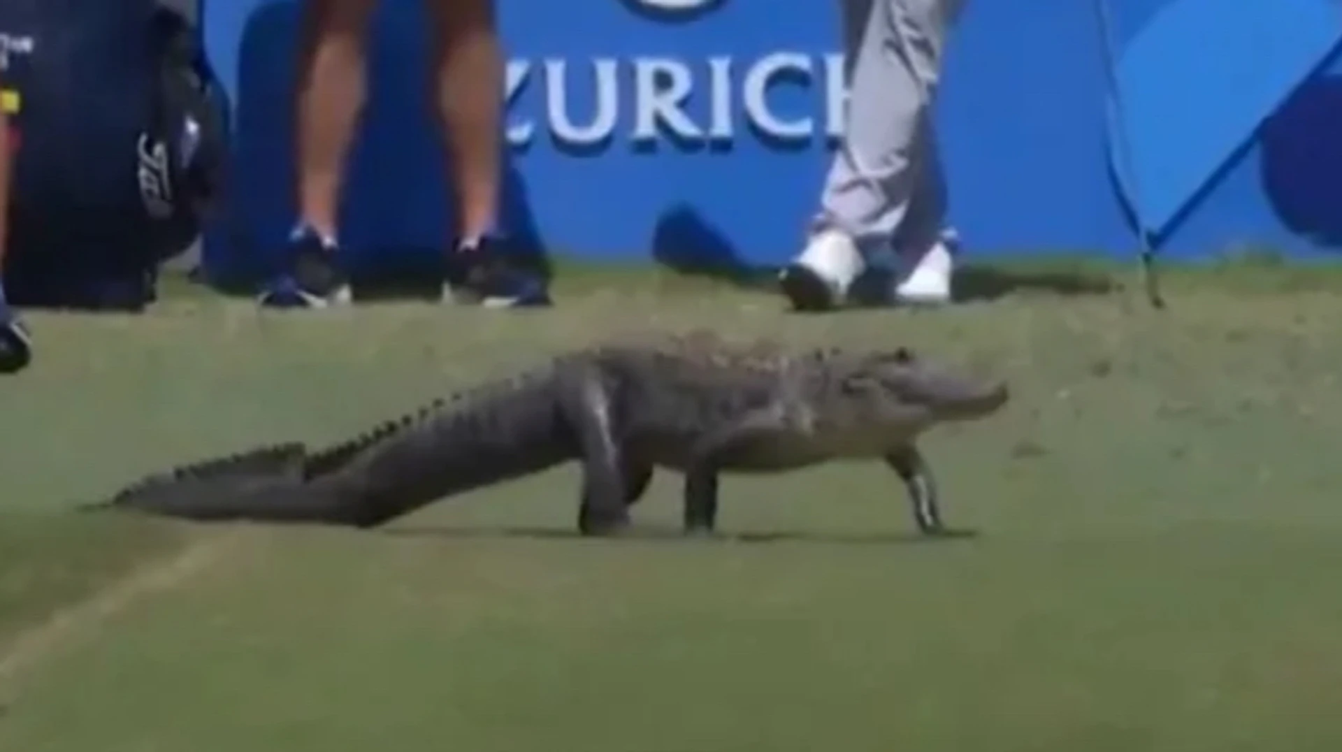Алігатор зірвав турнір з гольфу: гравці в шоці тікали з поля
