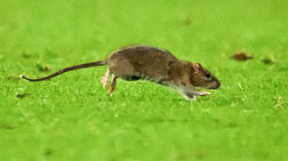 Куртуа ловив не м’яч, а щура: кумедний інцидент стався під час матчу Вельс – Бельгія