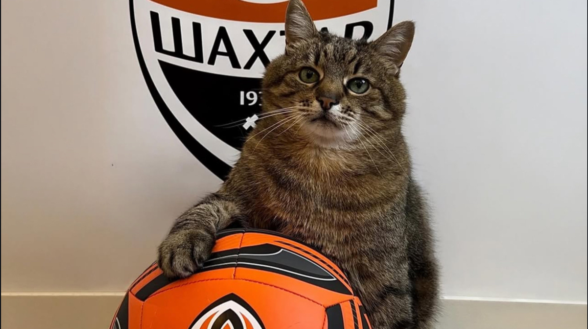 Зіркове поповнення: кіт-блогер Степан став гравцем Шахтаря