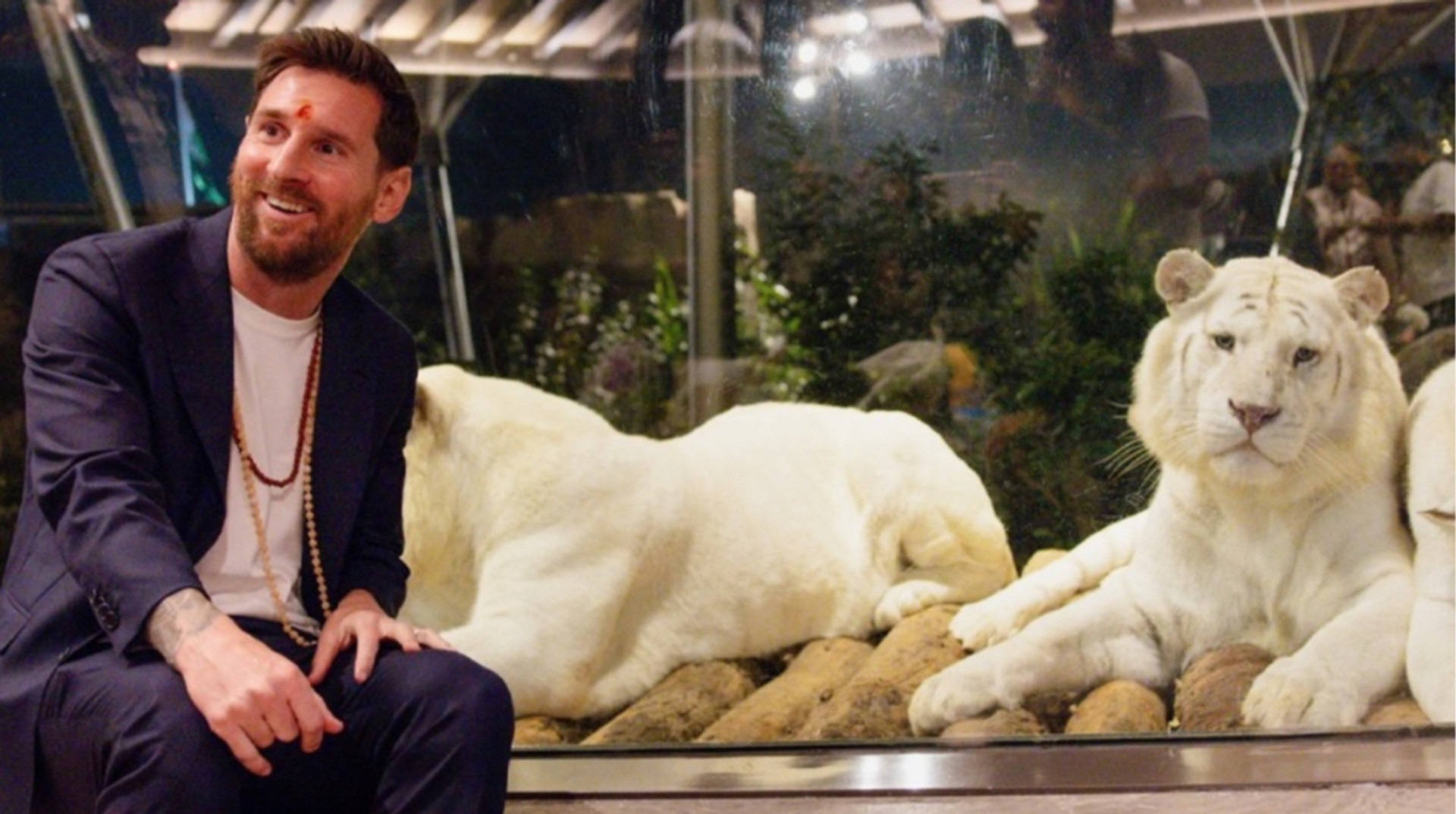 Даже царь зверей кланяется Месси: в Индии в честь Лео назвали львенка