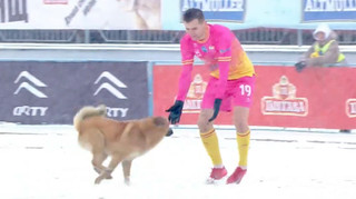 Чотирилапий герой матчу: гра між Полтавою та Рухом почалася з несподіваного гостя