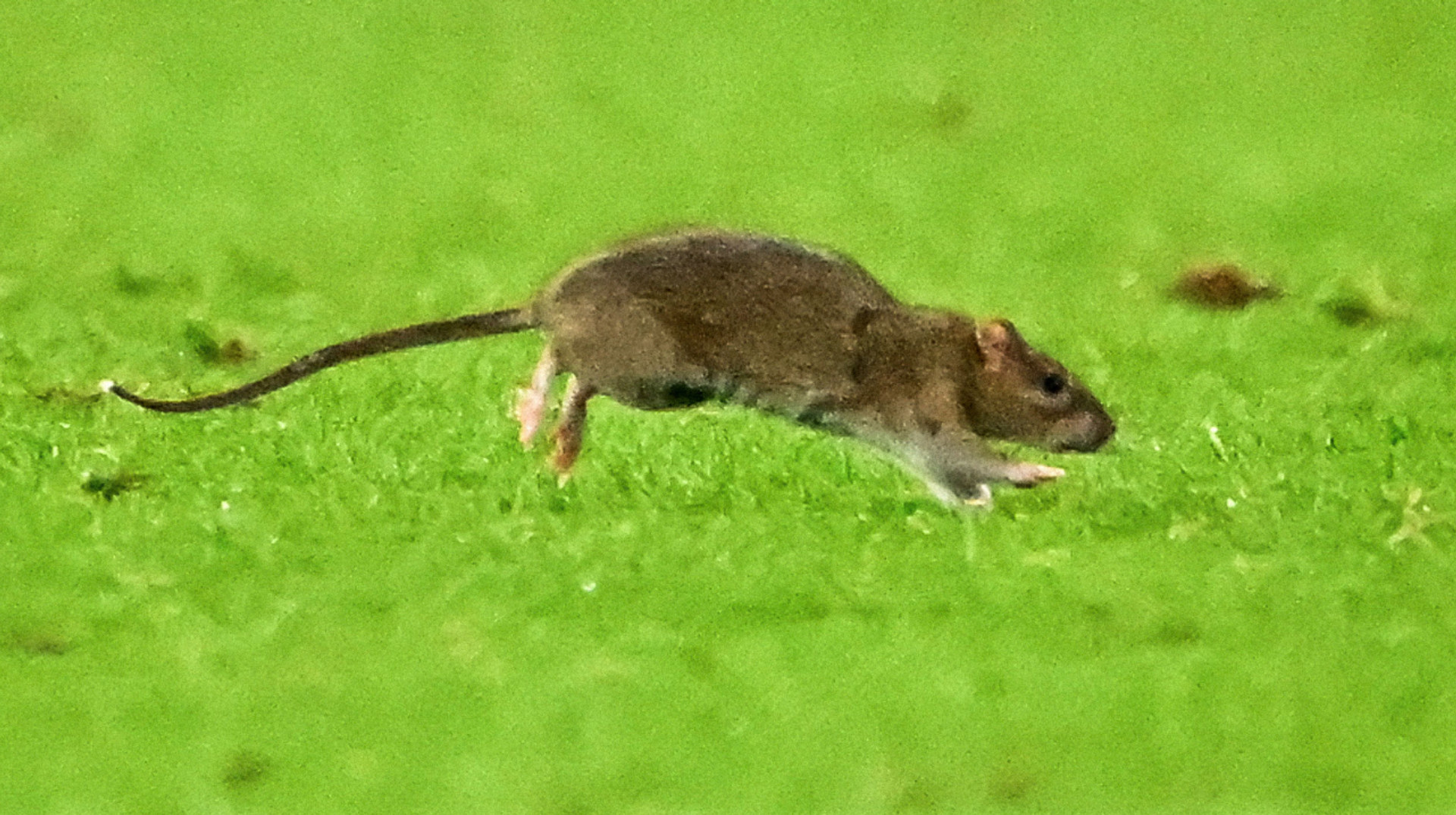 Куртуа ловив не м’яч, а щура: кумедний інцидент стався під час матчу Вельс – Бельгія