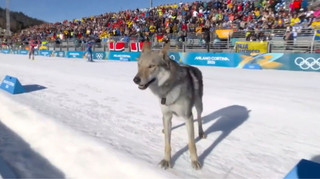 Пес увірвався на лижні перегони Олімпіади, ставши зіркою соцмереж