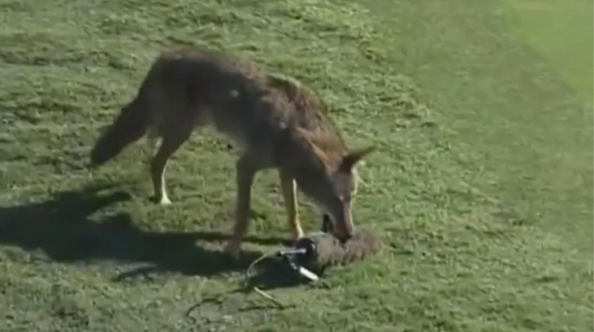 Голодний койот намагався вкрасти мікрофон під час турніру з гольфу у Лос-Анджелесі